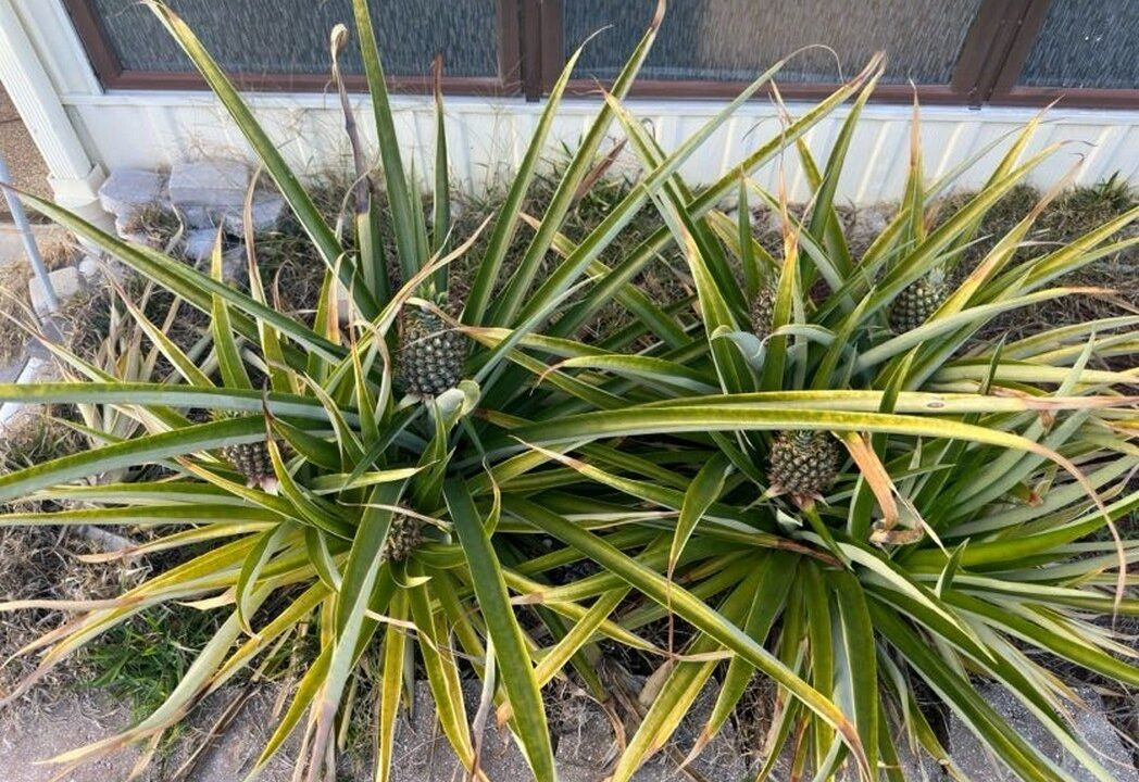 158 Palmetto Drive - sp33