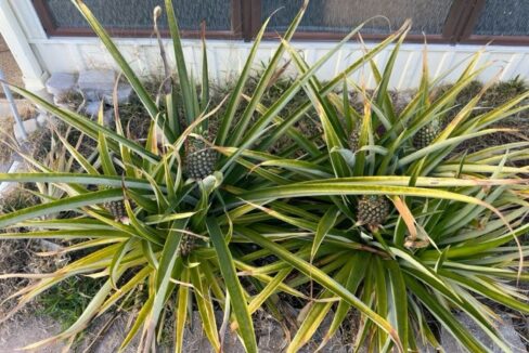 158 Palmetto Drive - sp33