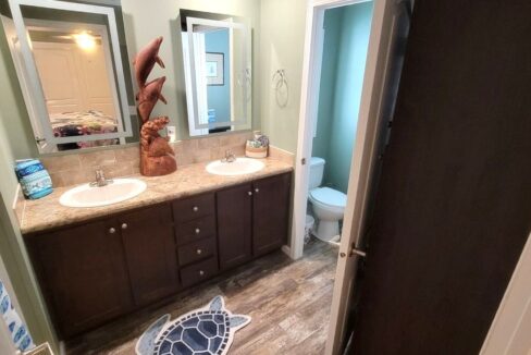 220 Monterey Cypress - sp28