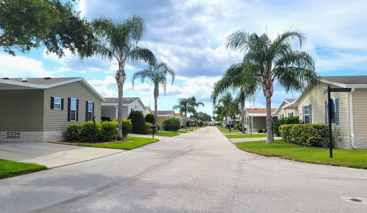 220 Monterey Cypress - sp37