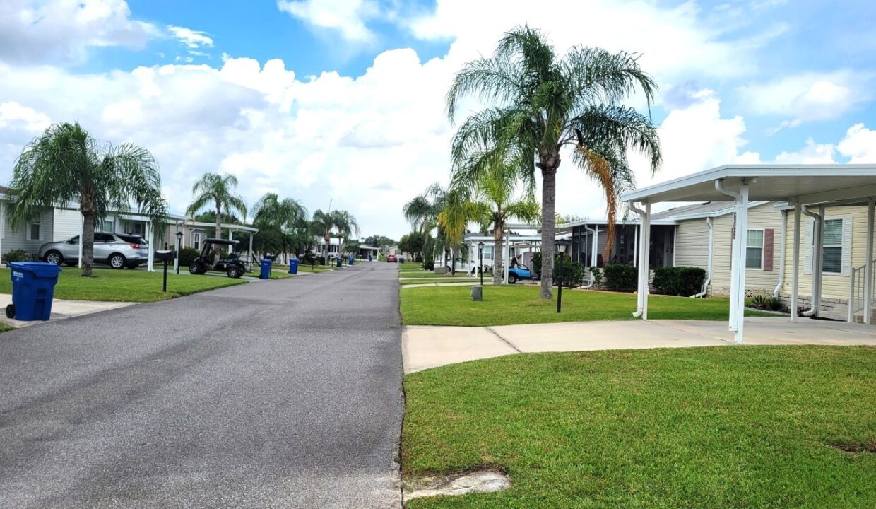 608 Yellow Cypress - sp03