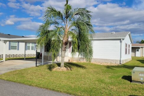 620 Yellow Cypress - sp03