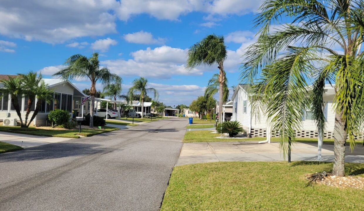 620 Yellow Cypress - sp04