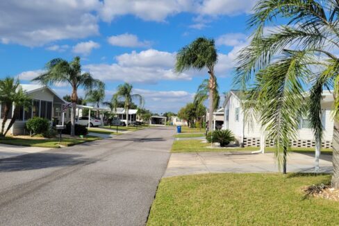 620 Yellow Cypress - sp04