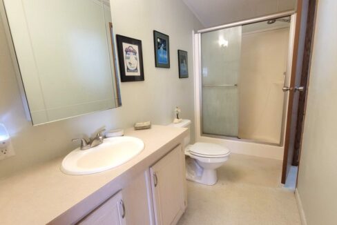 620 Yellow Cypress - sp28