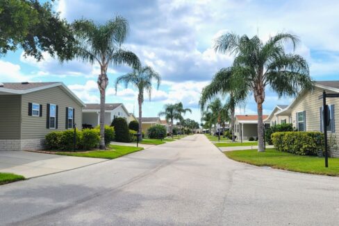 620 Yellow Cypress - sp36