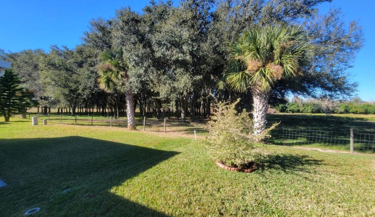 268 Monterey Cypress - sp38