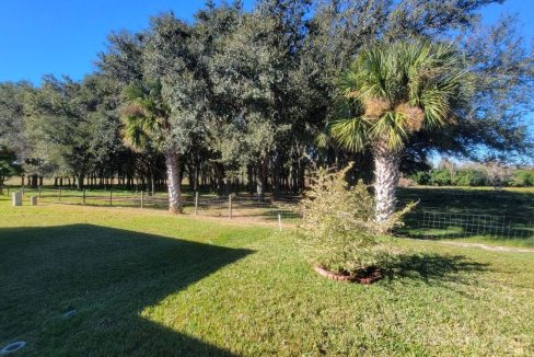 268 Monterey Cypress - sp38