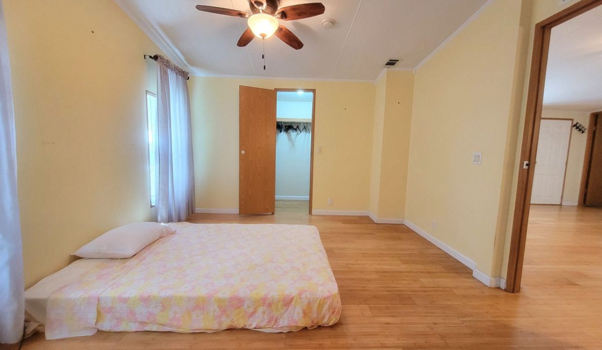 620 Yellow Cypress - sp30