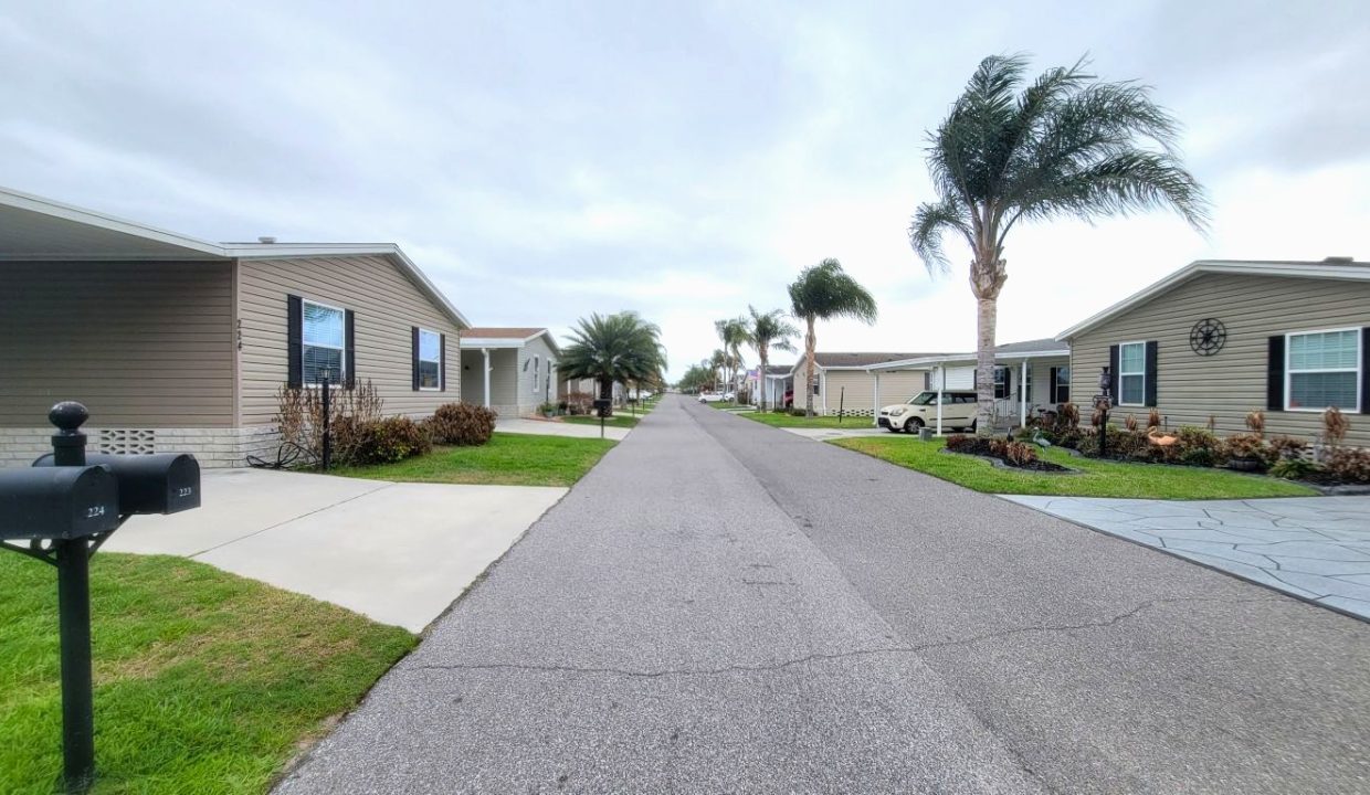 224 Monterey Cypress - sp03