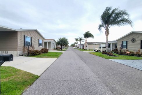 224 Monterey Cypress - sp03